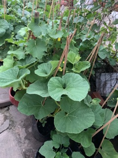 Cây mướp Hương trưởng thành (đang cb trái)