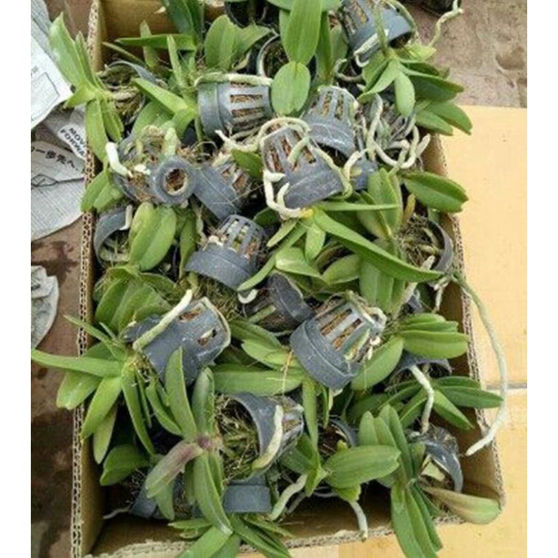 Hoa lan đai châu trắng đài loan + 700g phân thỏ hữu cơ