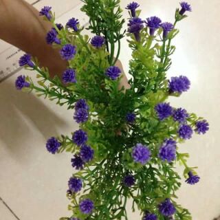 Hoa điểm rong đuôi chó