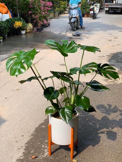 Trầu bà xẻ Montera giống thái lan chậu 3 cây size lá 20 đến 25cm