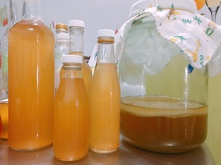 Trà Kombucha từ scoby- 980ml