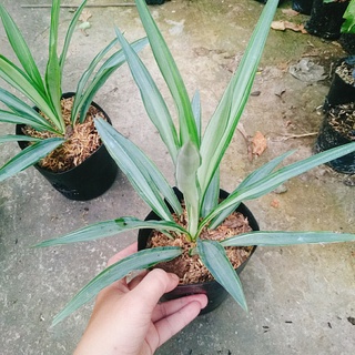 Cây Phát Tài Thái ( Dứa Diệp Tiễn )