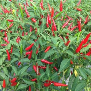 Hạt giống ớt hiểm đỏ F1 Thuận Điền (1gram)
