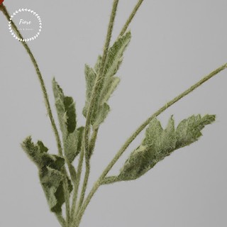 Cành hoa Poppy Trắng