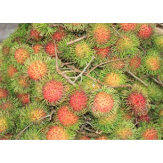 CÂY GIỐNG CHÔM CHÔM THÁI