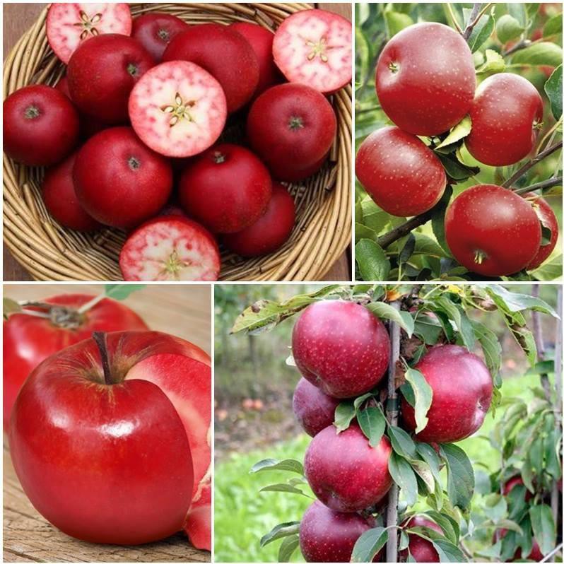 [FLASH SALE] [XẢ KHO] Hạt giống táo đỏ lùn gói 10 HẠT NAMSHOP .