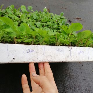 Combo 50 cây giống đồng tiền cao mix màu