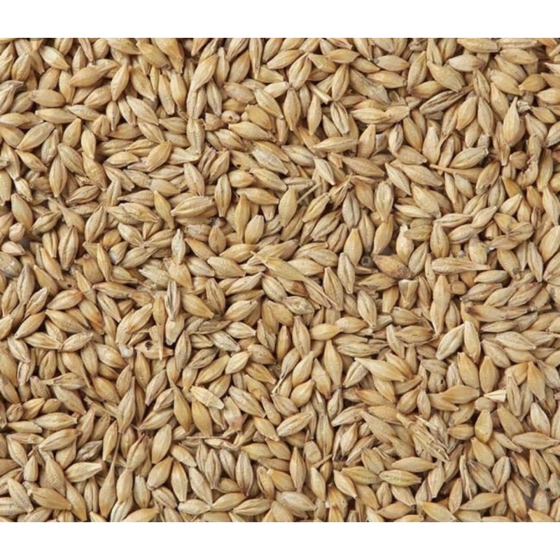 Hạt đại mạch cho chim ,vẹt ,Hamster 1kg