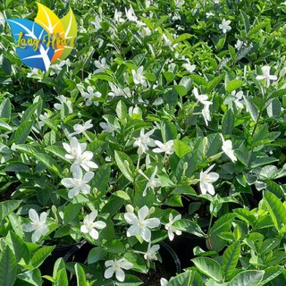 Cây Mai chỉ Thiên || Trang trí sân vườn || hoa trắng đẹp