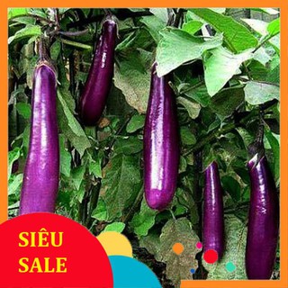 1g Hạt giống Cà tím (tặng gói Kích nẩy mầm và Hướng dẫn)