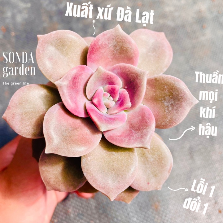 Sen đá hồng mập SONDA GARDEN size bé 5-8cm, xuất xứ Đà Lạt, khoẻ đẹp, lỗi 1 đổi 1