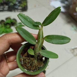 Hoa lan phi điệp Nù Tali 68 giống