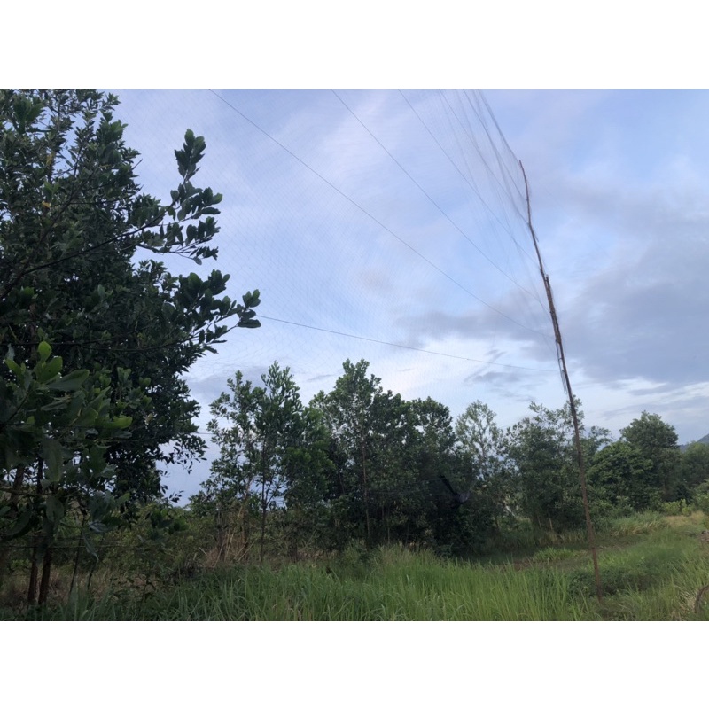 60m lưới tàng hình bắt chim cu.cò..mắt 8p cao6m 5 dây 4 túi