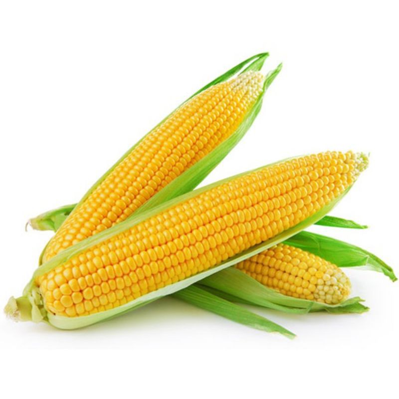 Hạt giống Bắp ngọt 5gr