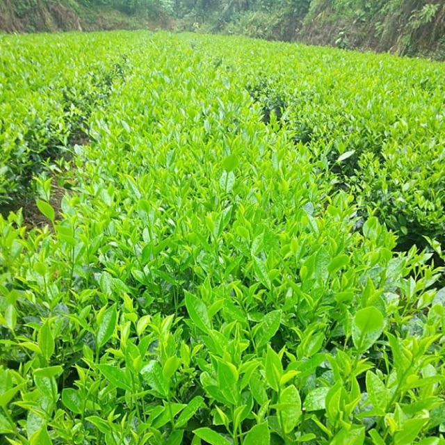 Chè nõn thái nguyên