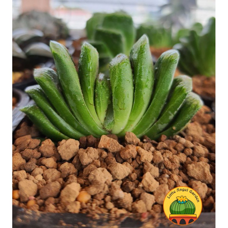 Sen đá kim cương | Haworthia Truncata | Sen Quạt dễ chăm  | cây đã thuần khí hậu miền Nam