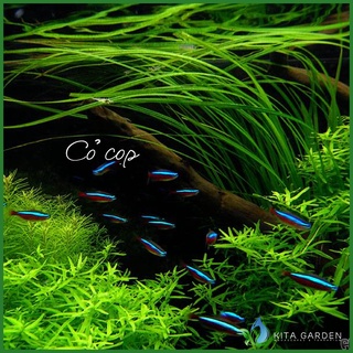 CỎ CỌP -THỦY SINH- Cây Thủy Sinh Cỏ Cop