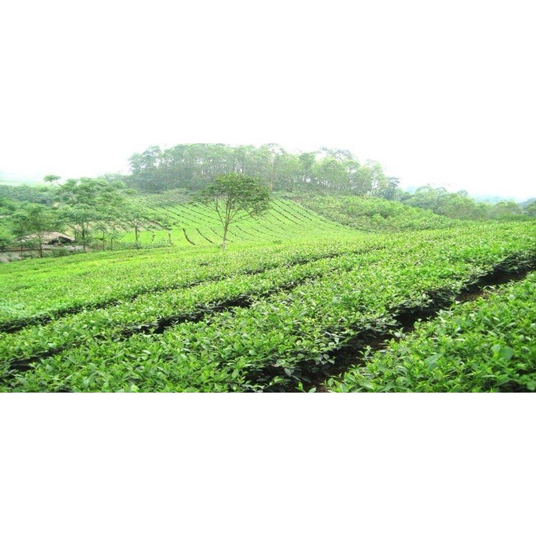 100g bột trà xanh thái nguyên