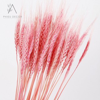 Hoa Lúa Mạch Khô🌸Decor, Chụp ảnh