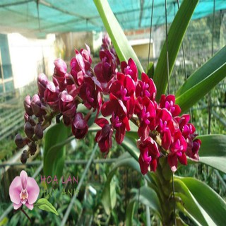 Hoa lan đai châu giống mầu cánh sen