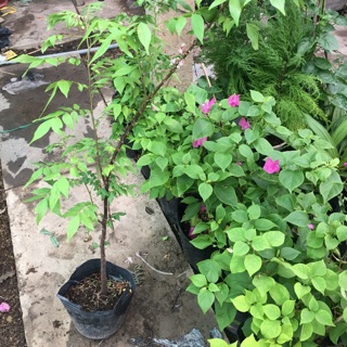 Cây khế thái(khế ngọt)