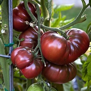 Gói 30 hạt giống cà chua socola