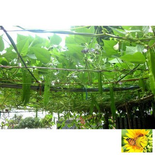 HẠT GIỐNG ĐẬU RỒNG CAO SẢN F1 GÓI 5 GAM HẠT