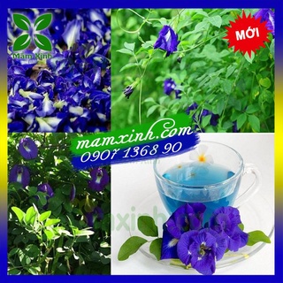 40 Hạt giống Hoa Đậu Biếc trồng tại vườn nhà