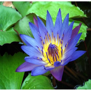 Hạt giống hoa súng nước