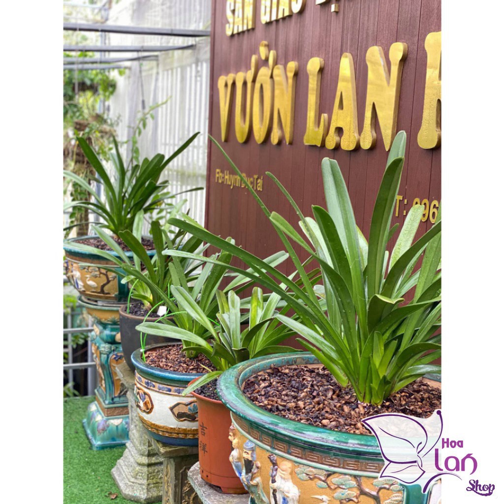 Vỏ Thông Trồng Lan ⚜️FREESHIP⚜️ size 2.5 - 4cm  Mài Cạnh Đã Qua Xử  Lý Dùng Để Lót Đáy Chậu, Túi 500G