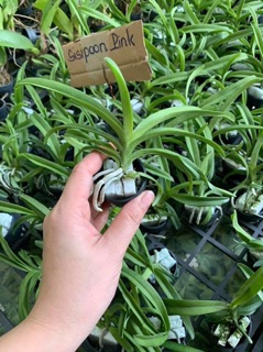 Hoa lan Vanda size cây giống