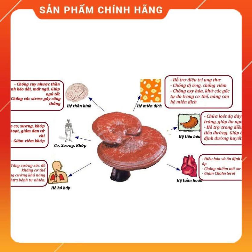 Nấm Linh Chi Túi Sữa Chính Hãng Hàn Quốc, Túi 1kg