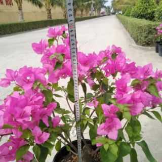 Cây 🌲 Hoa Giấy siêu hoa .... đang hoa