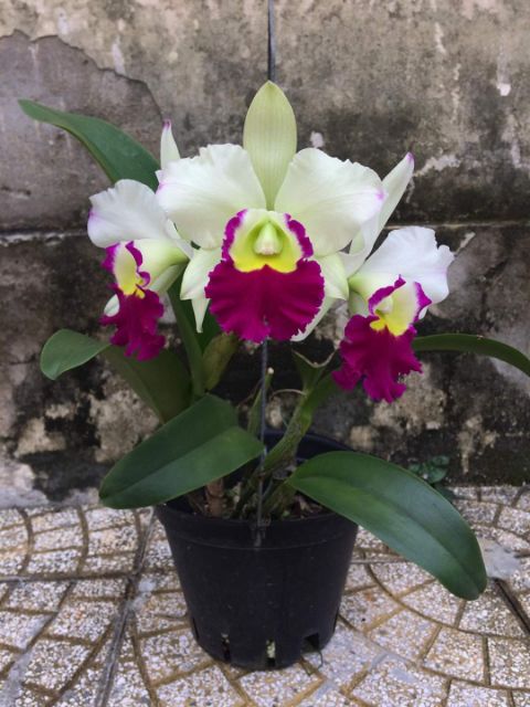 Lan cattleya