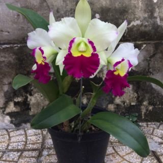 Lan cattleya