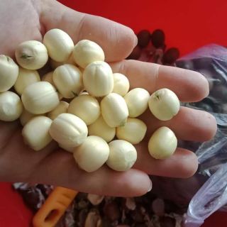 Sen tươi Huế 1kg