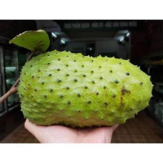 TẶNG 1 P.BÓN_COMBO 5 CÂY GIỐNG MÃNG CẦU XIÊM 149K