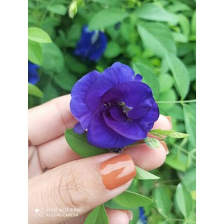 hạt hoa đậu biếc kép