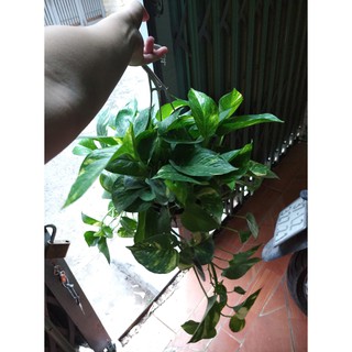 Cây Trầu Bà Chậu Treo Dễ Trồng
