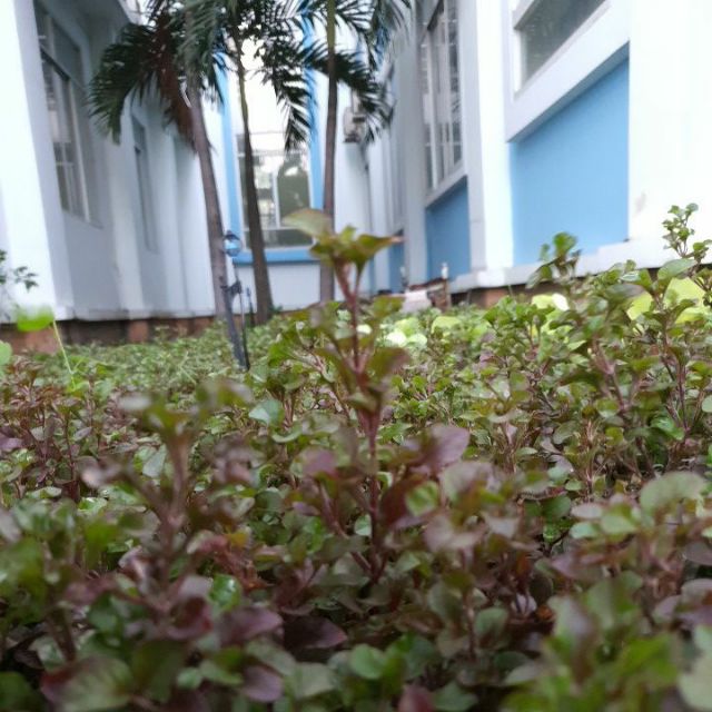 Rau xà lách xoong Nhật