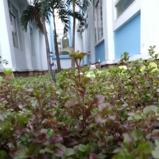 Rau xà lách xoong Nhật