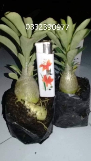 2 cây  Giống sứ thái