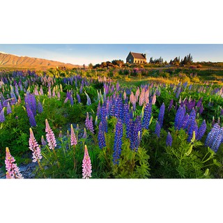 Hạt giống hoa Đậu Lupin