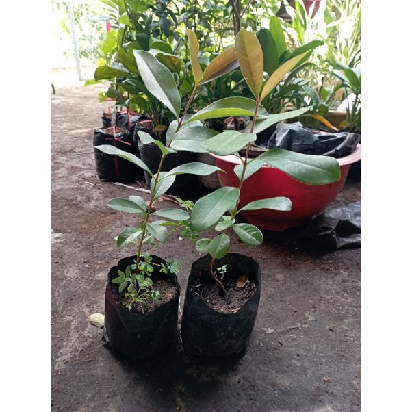 Cây giống Trâm núi, Trâm đen. cao- 30cm - 40cm