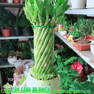Chậu Trúc Phát Tài