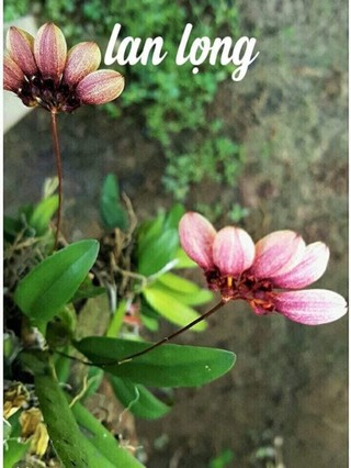 Lan lọng chuột,lọng quạt,lọng hài vua