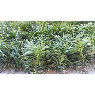 Lan mokara siêng hoa nhiều màu