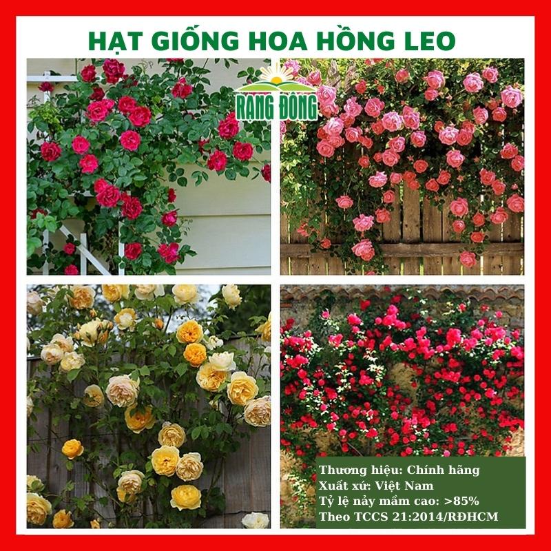Hạt giống hoa hồng leo nhiều màu - rau củ quả trồng chậu, sân vườn ban công nảy mầm cao 10 hạt RADO843