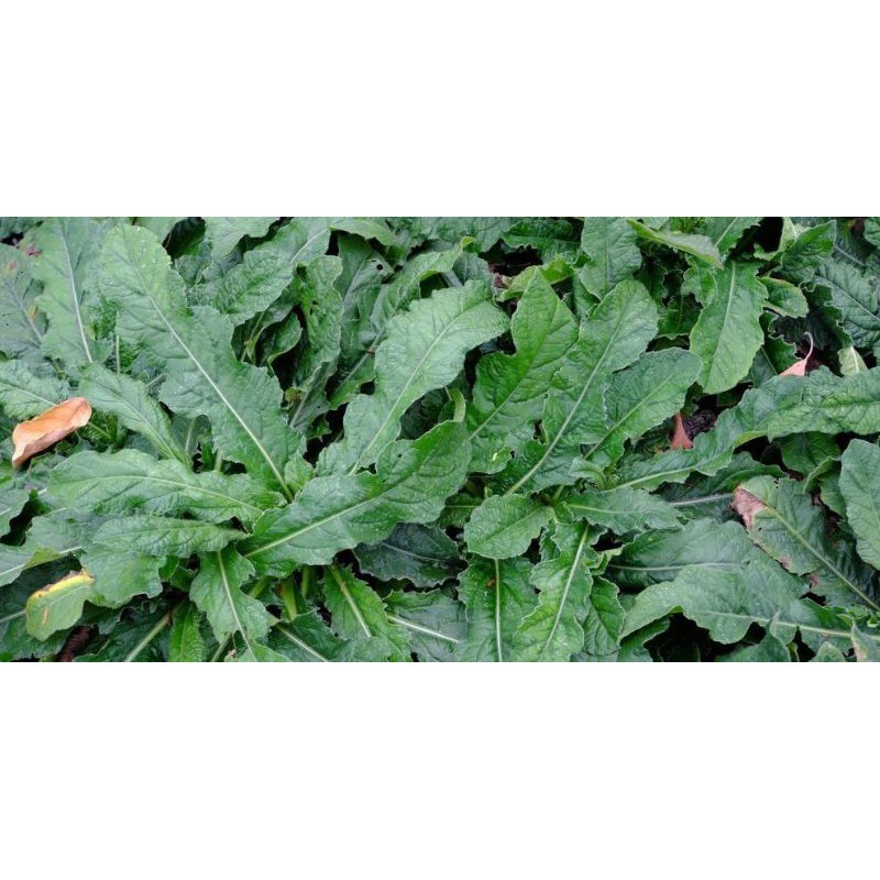 (hàng Mới Về) Cọ Trang Điểm Tươi Mát Hình Lá Cọ 500g