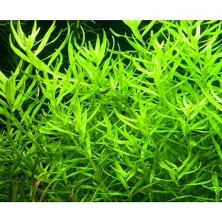 cây Vảy ốc xanh